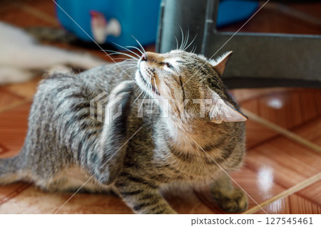Young tabby cat licking fur and scratching belly, possible flea infestation or skin condition in domestic cat 127545461