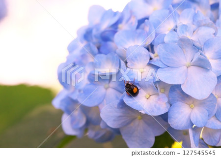 藍色繡球花和瓢蟲 藍色繡球花和瓢蟲 127545545