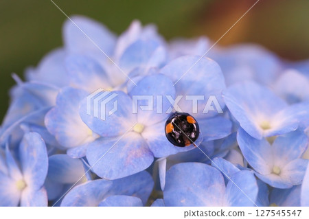 Blue hydrangea and ladybug 127545547