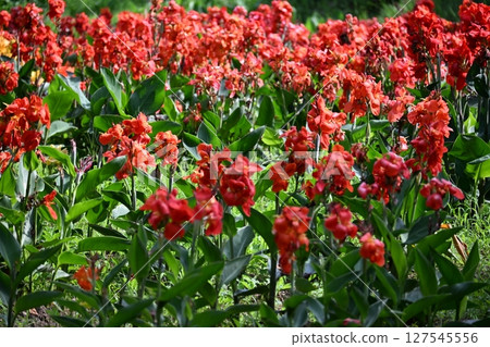 Canna 127545556