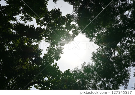 Sunbeams Sunbeams 127545557