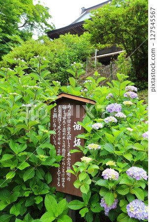 大中寺七大奇蹟：油坂 127545567
