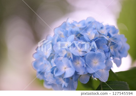 初夏的繡球花和球模糊 127545594