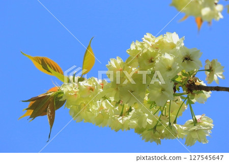 Double-flowered cherry blossoms in full bloom and blue sky (Turmeric cherry blossoms, spring image) Double-flowered cherry blossoms in full bloom and blue sky (Turmeric cherry blossoms, spring image) 127545647