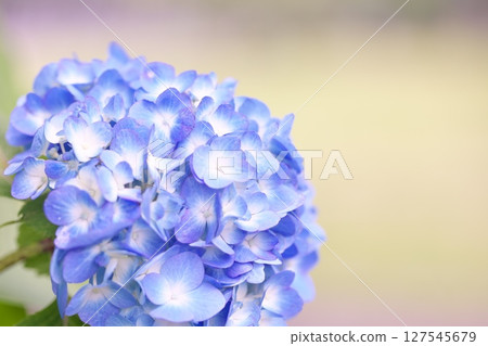 初夏的繡球花 127545679