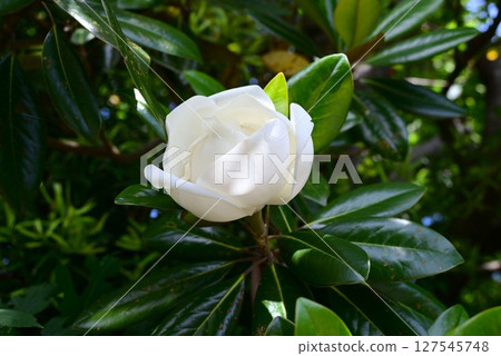 Magnolia grandiflora flower 127545748