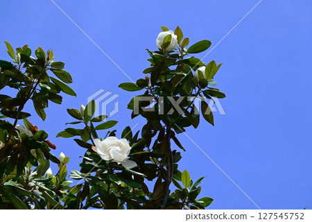Magnolia grandiflora flower 127545752