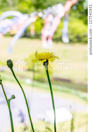 蒲公英與鯉魚旗的風景 蒲公英與鯉魚旗的風景 127545931