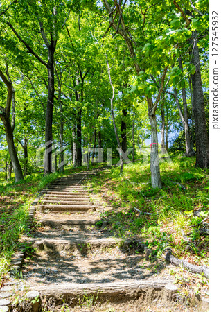 Forest road wrapped in fresh green Forest road wrapped in fresh green 127545932