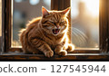 一隻憤怒的貓 127545944