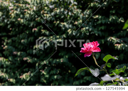 Beautiful roses blooming at Iwamizawa Park in Iwamizawa City, Hokkaido [June] 127545994