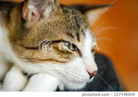Closeup of relaxed tabby cat resting with eyes open, peaceful expression and natural light Closeup of relaxed tabby cat resting with eyes open, peaceful expression and natural light 127546009
