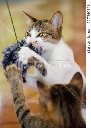 Vertical photo of playful cat holding furry toy while playing with another cat indoors 127546116