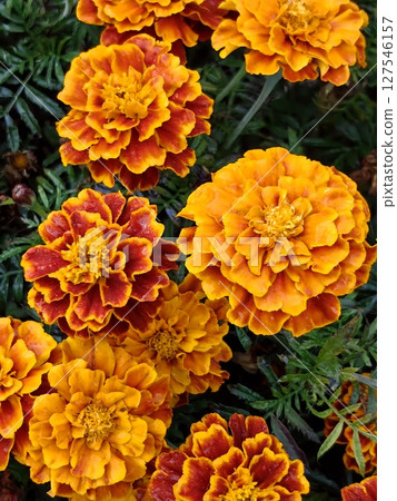 vibrant marigold flowers in full bloom rich colors and intricate petals in sunny garden. closeup. vibrant marigold flowers in full bloom rich colors and intricate petals in sunny garden. closeup. 127546157