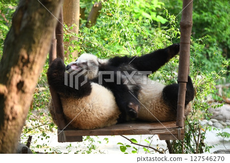 Young panda playing on a wooden swing Young panda playing on a wooden swing 127546270