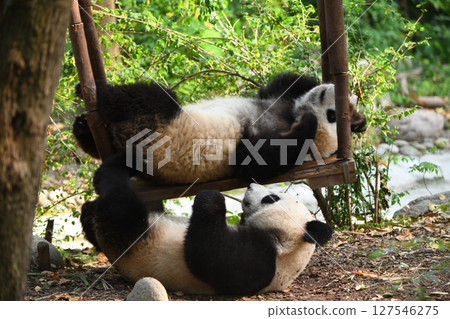 Young panda playing on a wooden swing Young panda playing on a wooden swing 127546275