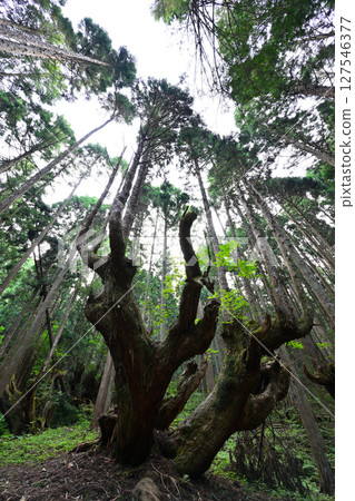 Stock cedar forest 127546377