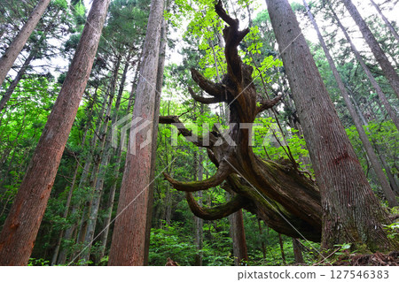 Stock cedar forest 127546383
