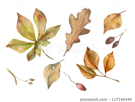 Autumn floral watercolor set with colorful chestnut,oak leaves and red berries illustration. Hand drawn fall forest elements, foliage elements for harvest season poster,wallpaper,web design 127546440