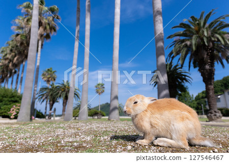 Blue sky and baby rabbit on Okunoshima Blue sky and baby rabbit on Okunoshima 127546467