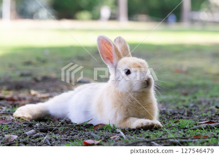 A fluffy, colorful baby rabbit relaxing and looking up at the sky A fluffy, colorful baby rabbit relaxing and looking up at the sky 127546479