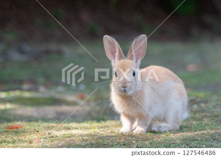Commemorative photo of baby rabbits 127546486