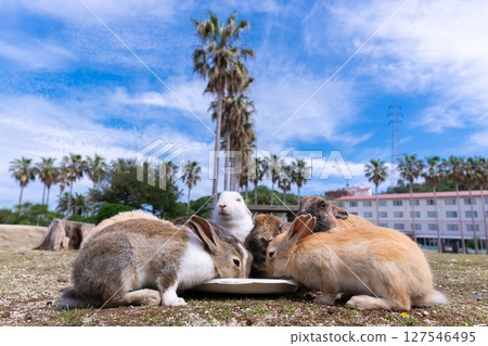 Rabbit's Open-Air Restaurant 127546495