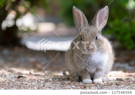 A commemorative photo of a happy baby rabbit 127546504