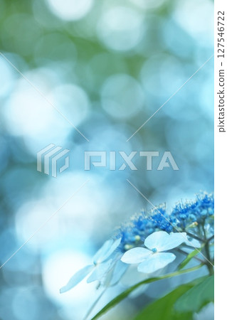 繡球花與散景景觀 繡球花與散景景觀 127546722