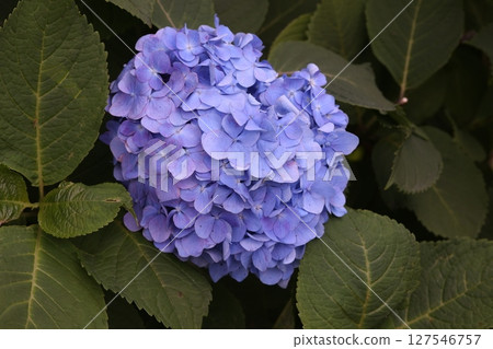 Hydrangea flowers blooming in the park Hydrangea flowers blooming in the park 127546757