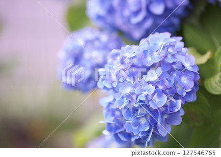 Hydrangea flowers blooming in the park 127546765