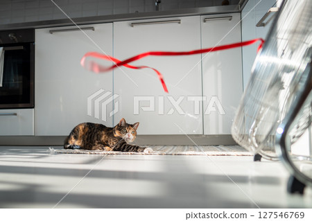 Playful cat lying on the floor, escapes from heat with help of fan, playing with red ribbon on wind. 127546769