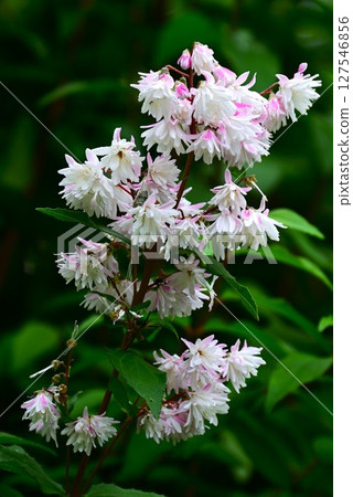 Deutzia flower, Shokikuki Deutzia flower, Shokikuki 127546856