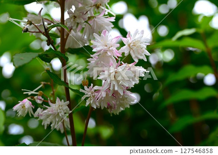 溲疏花,Shokikuki 溲疏花,Shokikuki 127546858
