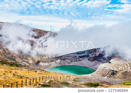 Zao ginkgo 127546894