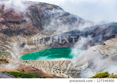 Zao ginkgo Zao ginkgo 127546900