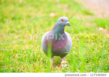 花園中央公園的鴿子 花園中央公園的鴿子 127546904