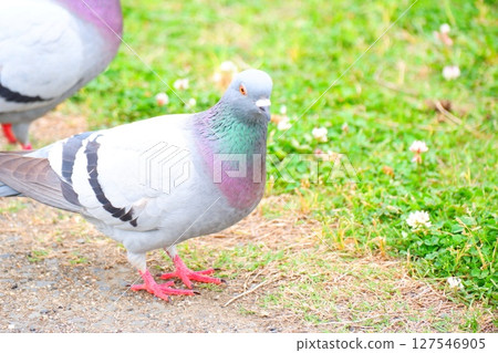 Pigeons in Hanazono Central Park Pigeons in Hanazono Central Park 127546905