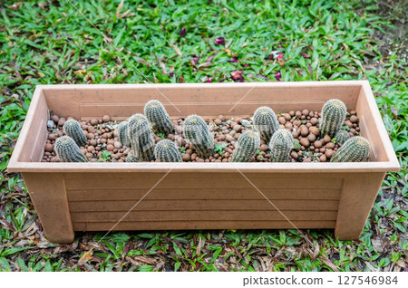 Group of Lobivia cactus stretching becaused of their lack of sunlight. Cactus need exposure to lots of sunlight to thrive and blossom. Group of Lobivia cactus stretching becaused of their lack of sunlight. Cactus need exposure to lots of sunlight to thrive and blossom. 127546984
