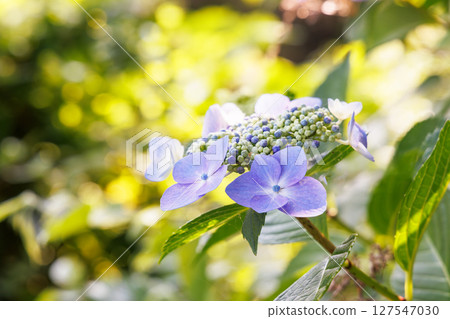 美麗可愛的繡球花 美麗可愛的繡球花 127547030