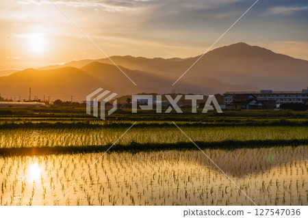 Rice fields and the Tanzawa Mountains on the outskirts of Hiratsuka at dusk Rice fields and the Tanzawa Mountains on the outskirts of Hiratsuka at dusk 127547036
