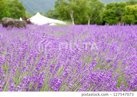 薰衣草花 127547073