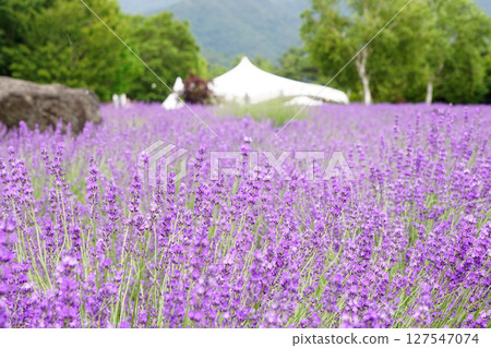 薰衣草花 127547074