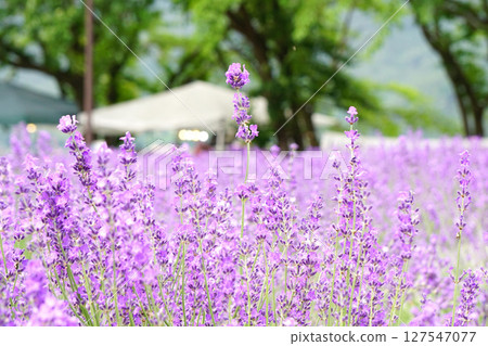 薰衣草花Yagisaki公園 薰衣草花Yagisaki公園 127547077