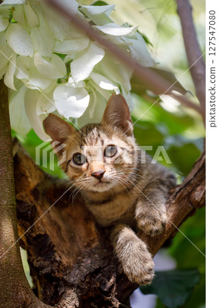 Domestic tabby kitten clinging to a tree unsure how to get down Domestic tabby kitten clinging to a tree unsure how to get down 127547080