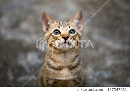 Portrait of a tabby kitten with expressive contemptuous look, human-like emotion 127547081
