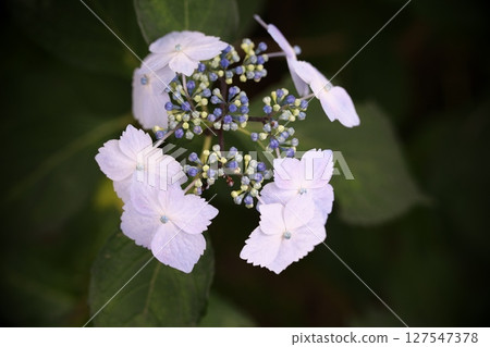 White hydrangea flowers 127547378