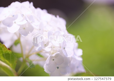 White hydrangea flowers White hydrangea flowers 127547379