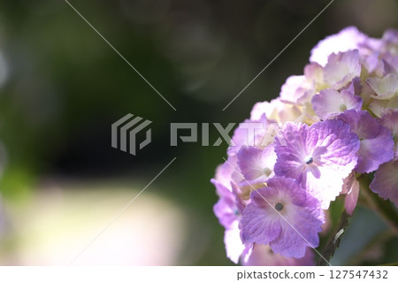 Purple hydrangeas blooming along the walking path Purple hydrangeas blooming along the walking path 127547432