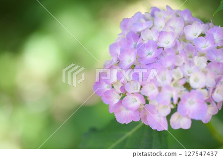 步道兩旁盛開著紫色繡球花 127547437